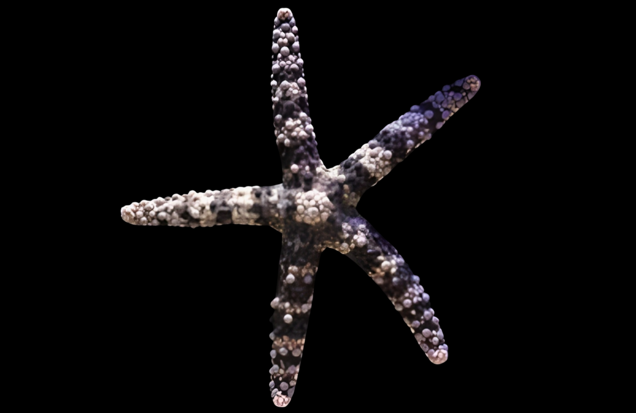 Chocolate Mesh Sea Star