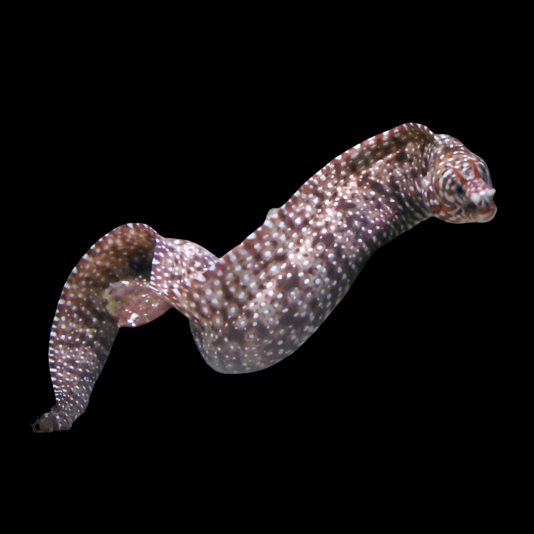 Hawaiian Dragon Moray Eel