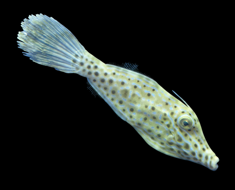 Scribbled Leatherjacket Filefish