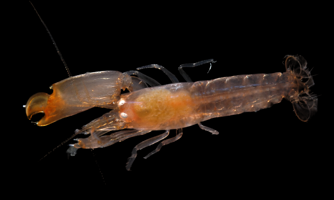 Pistol Snapping Shrimp