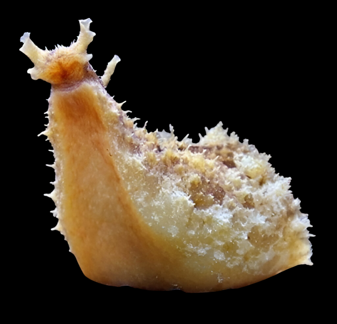 Dolabella Sea Hare