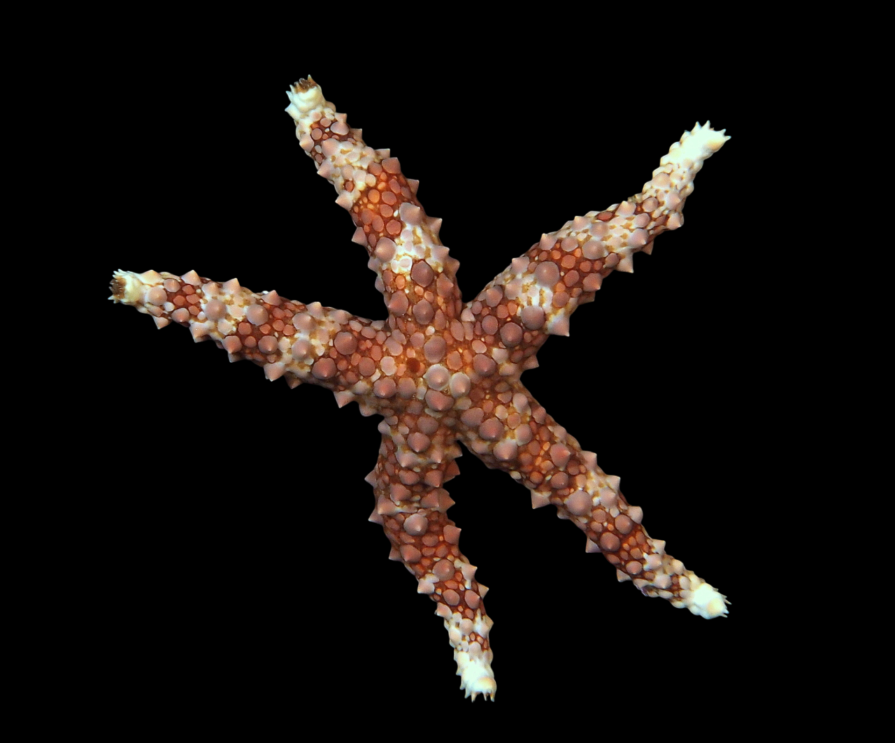 Rainbow Komodo Sea Star