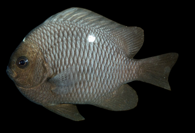 Black Spot Damselfish