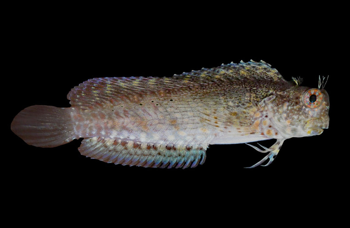 Patzner's Sailfin Blenny