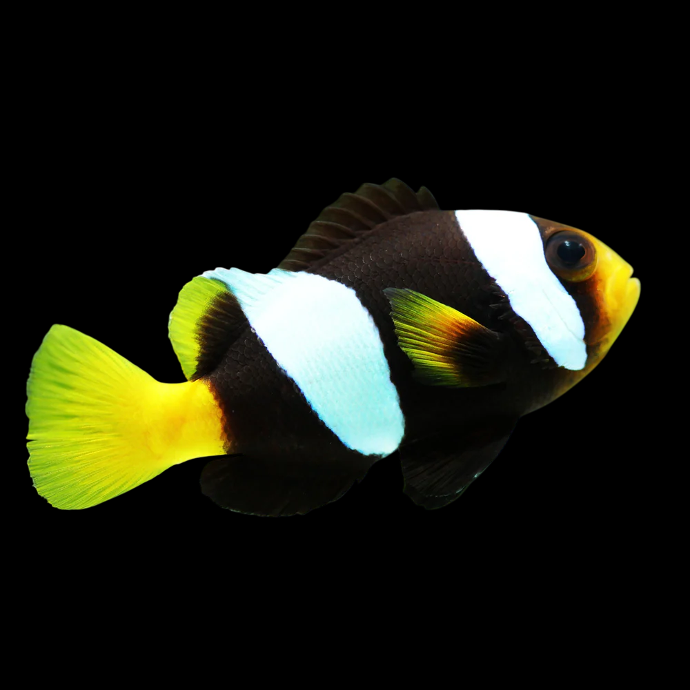 Sebae Clownfish