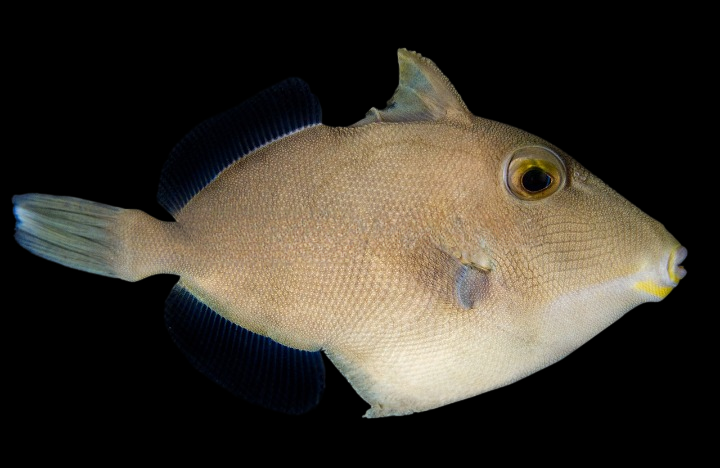 Orange Side Triggerfish
