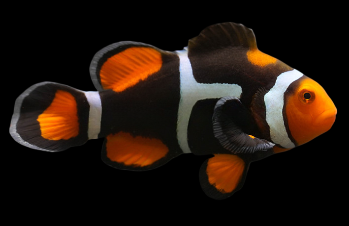 Super Black True Percula Clownfish