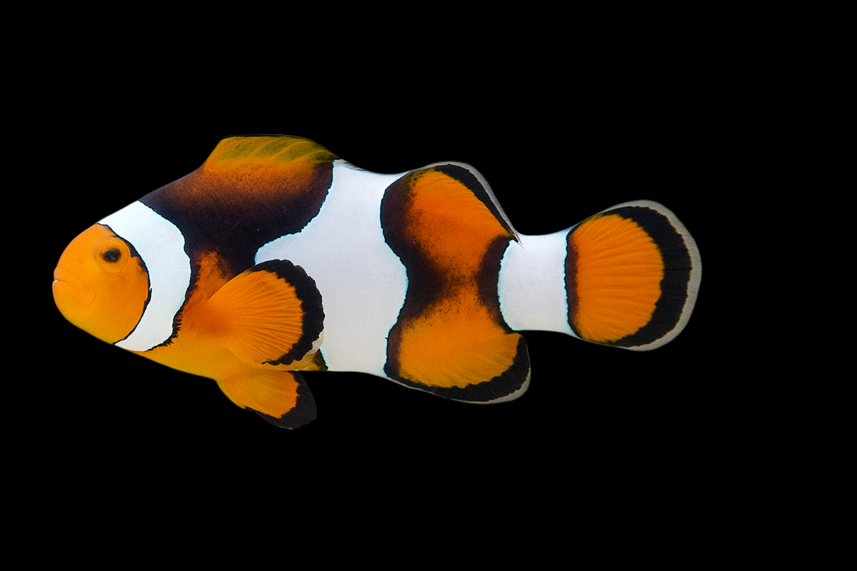 Onyx Percula Clownfish