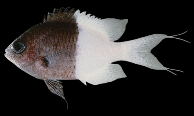 Half and Half Chromis