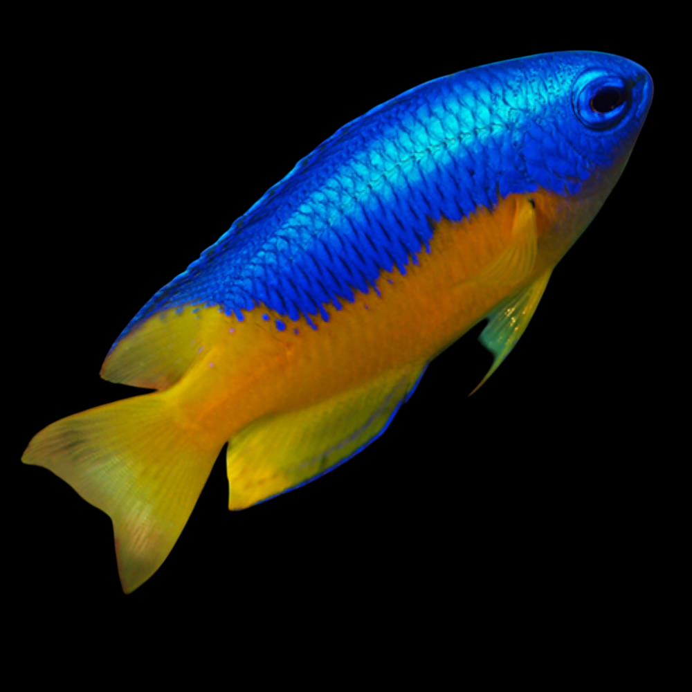 Gold Belly Damselfish