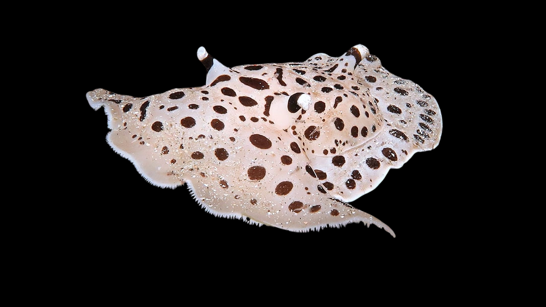Moon-Headed Sea Hare