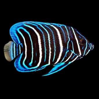 Sixbar Angelfish Juvenile