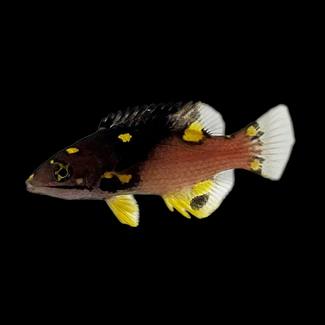 Coral Hogfish, Juvenile