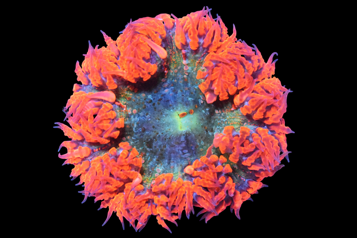 Ultra Rock Flower Anemone