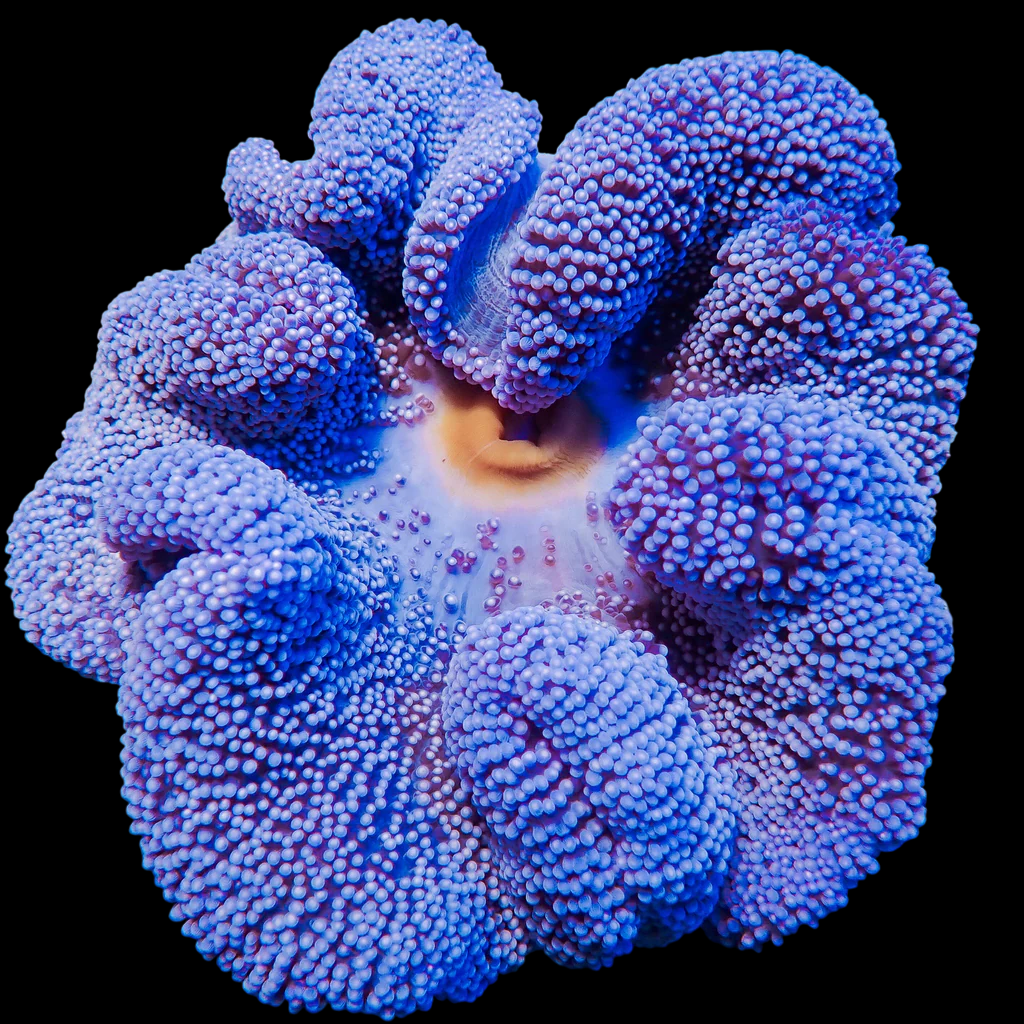 Blue Carpet Anemone