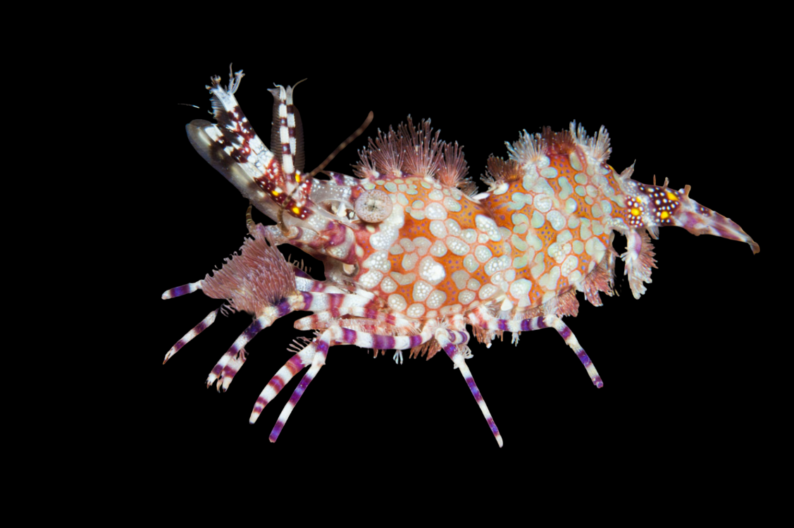 Saron Shrimp