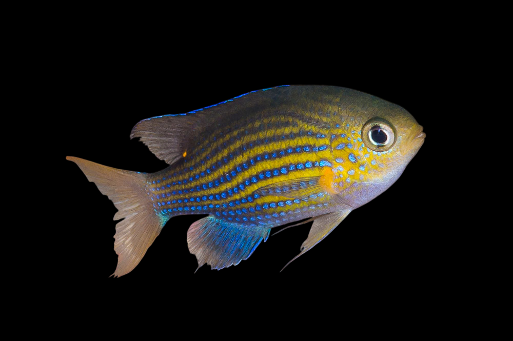 Blacktail Chromis