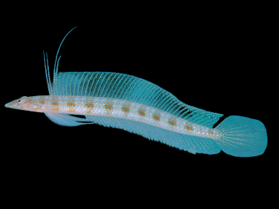 Filamented Sand Diver Eel Blenny