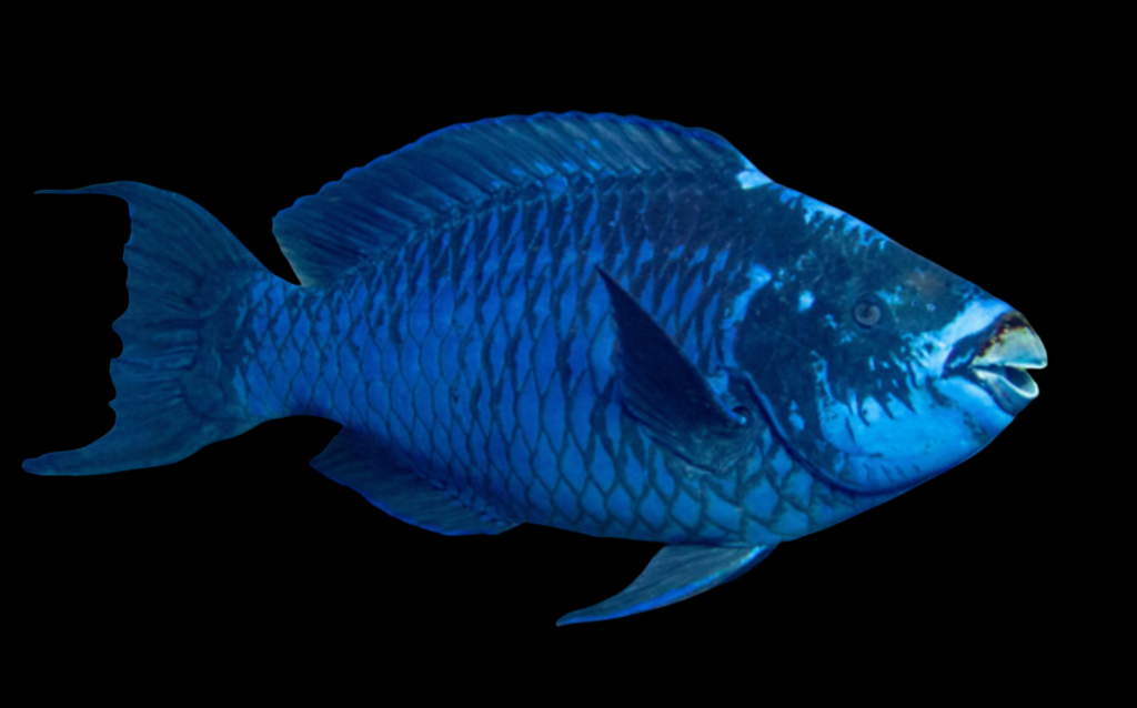 Midnight Parrotfish