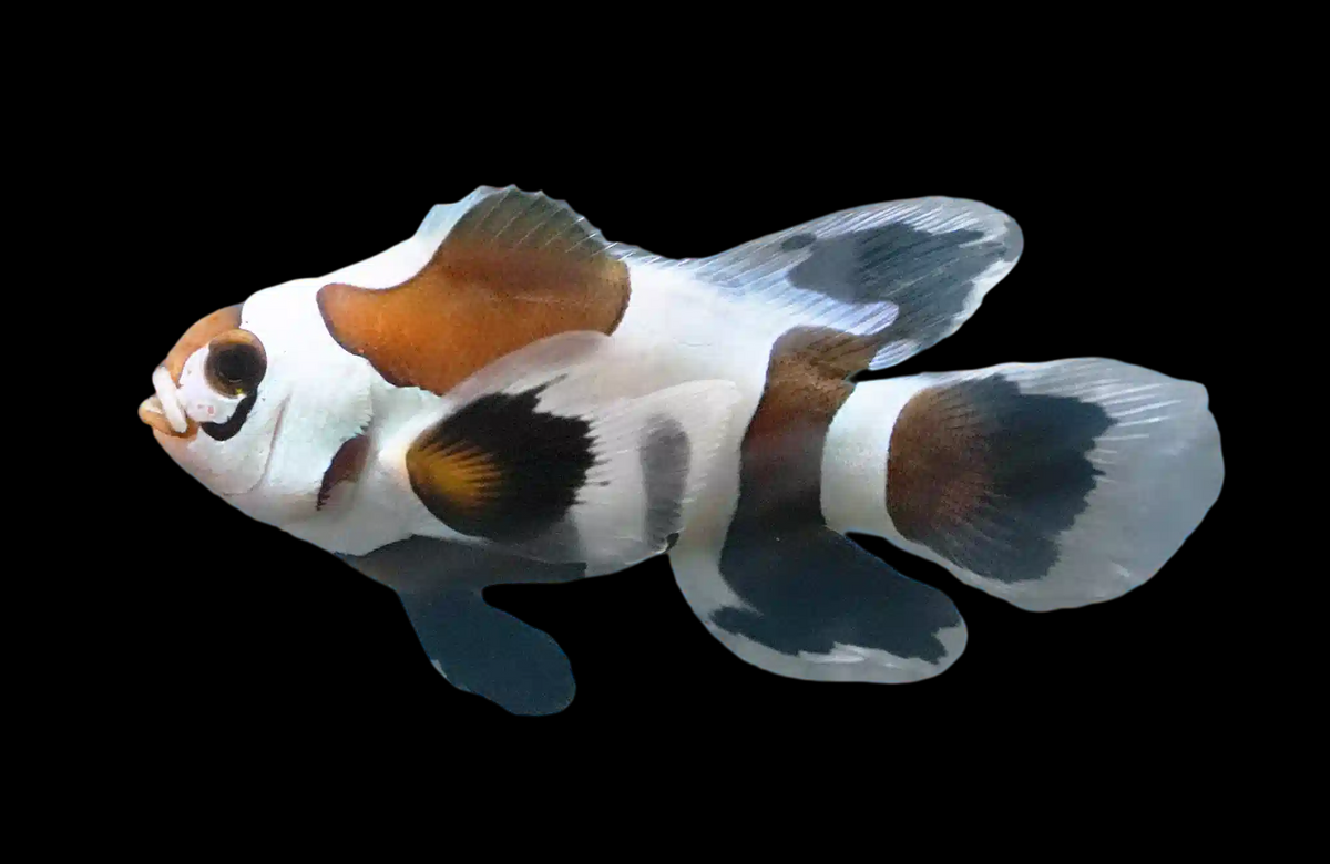 Longfin Black Storm Ocellaris Clownfish