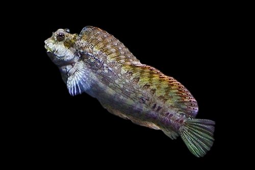 Eyelash Blenny