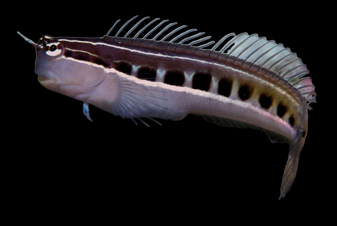 Lineatus, Red Head