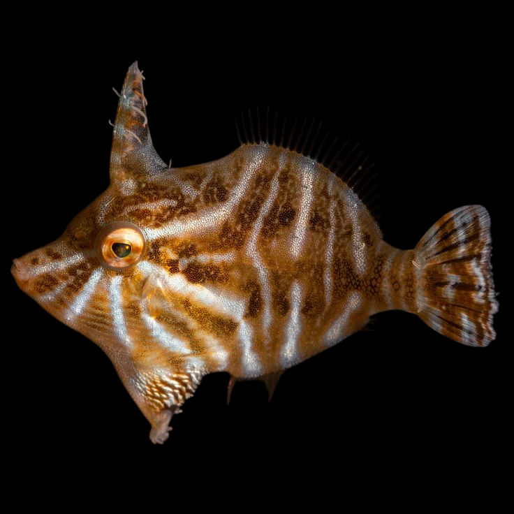 Radial Filefish