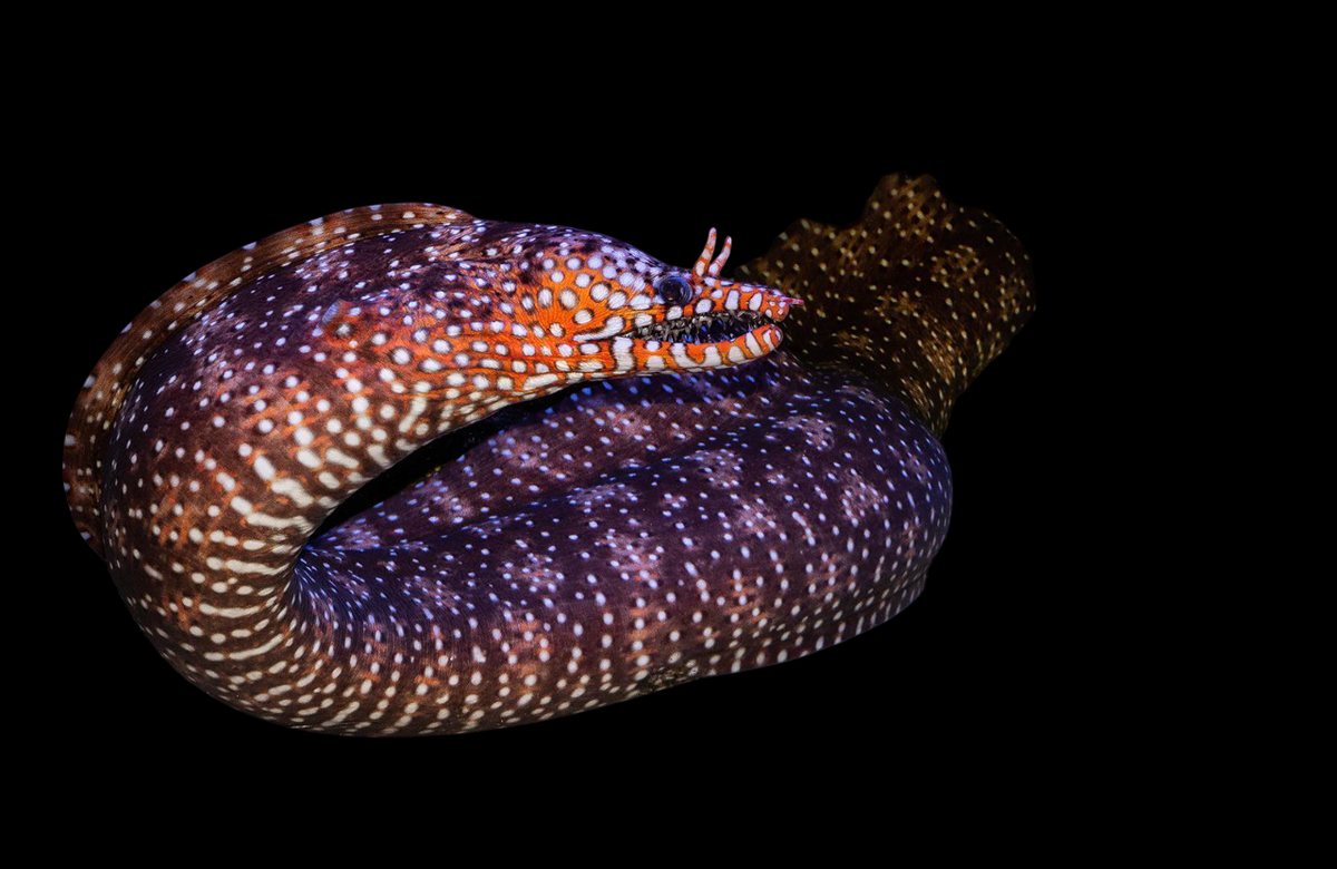 Japanese Dragon Moray Eel