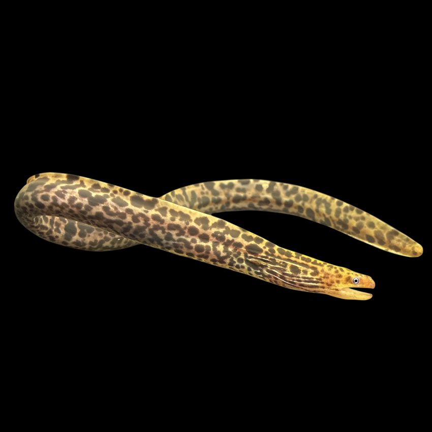 Spotted Moray Eel