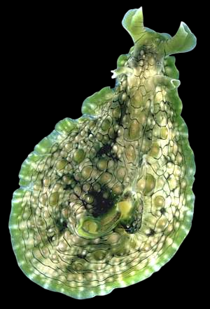 Green Sea Hare