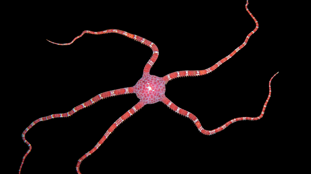 Red Brittle Sea Star