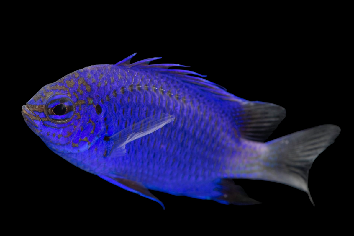 Malenesian Blue Damselfish