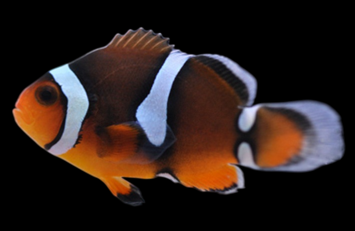 Misbar Percula Clownfish