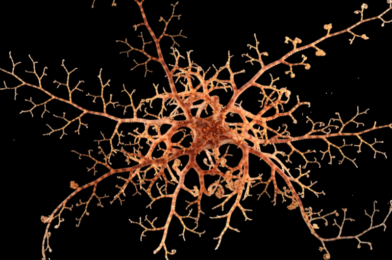 Basket Star