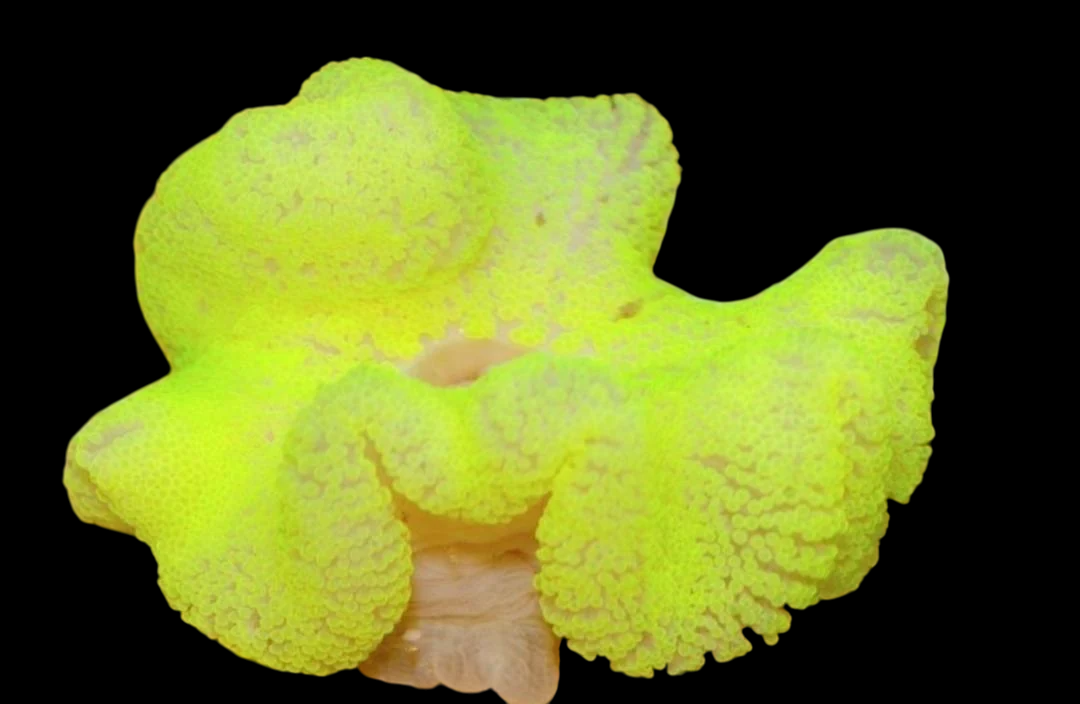Tan Carpet Anemone
