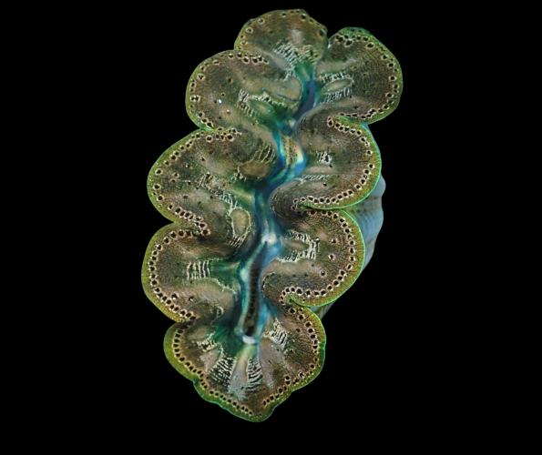 Crocea Clam