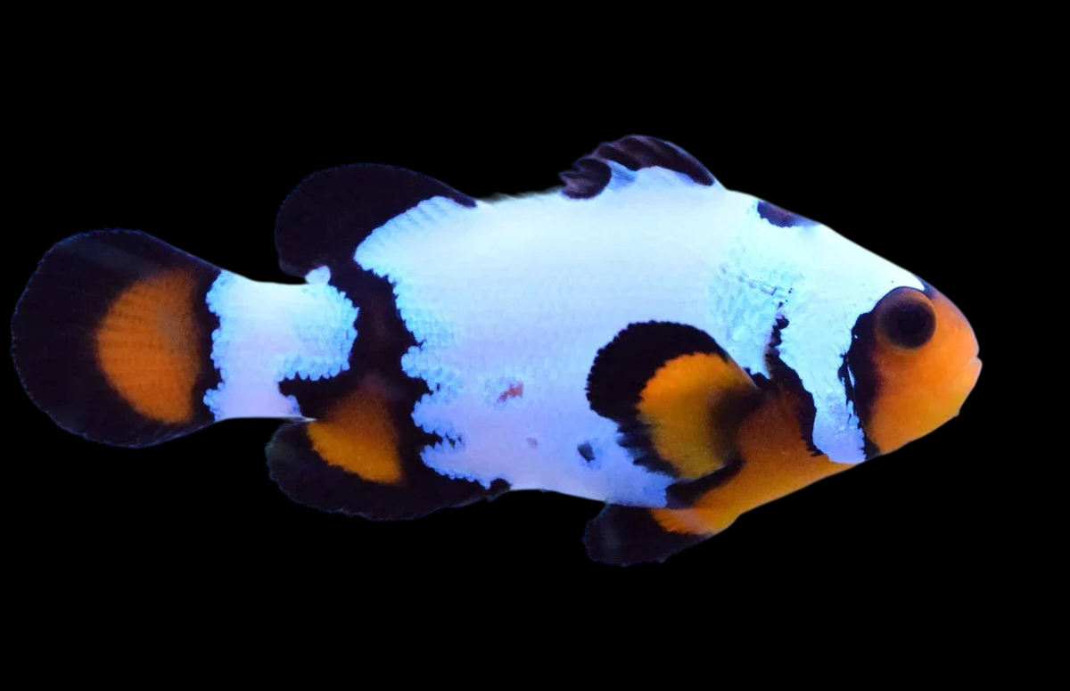Black Ice Ocellaris Clownfish