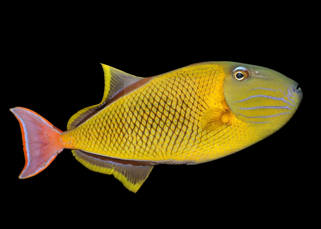 Crosshatch Triggerfish