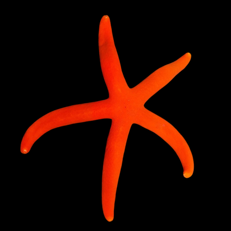 Red Linckia Sea Star