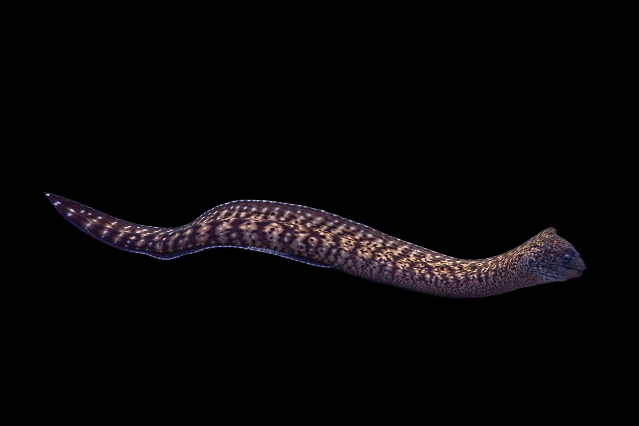 Grayface Moray Eel