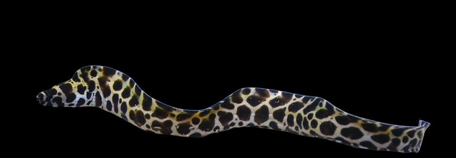 Tesselata Eel