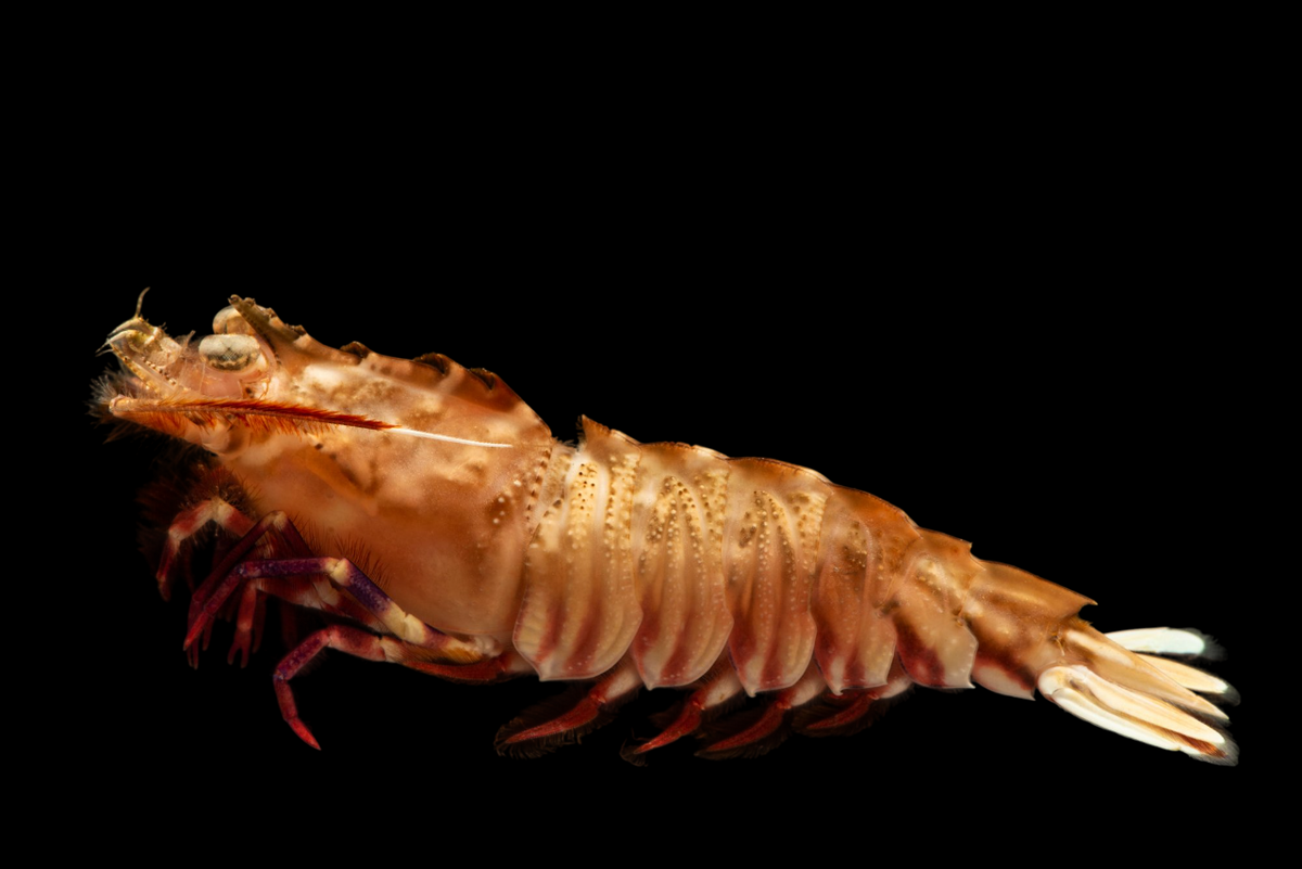 Rock Shrimp