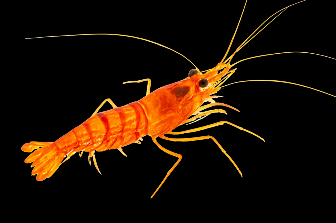 Peppermint Shrimp