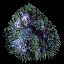 Rock Flower Anemone
