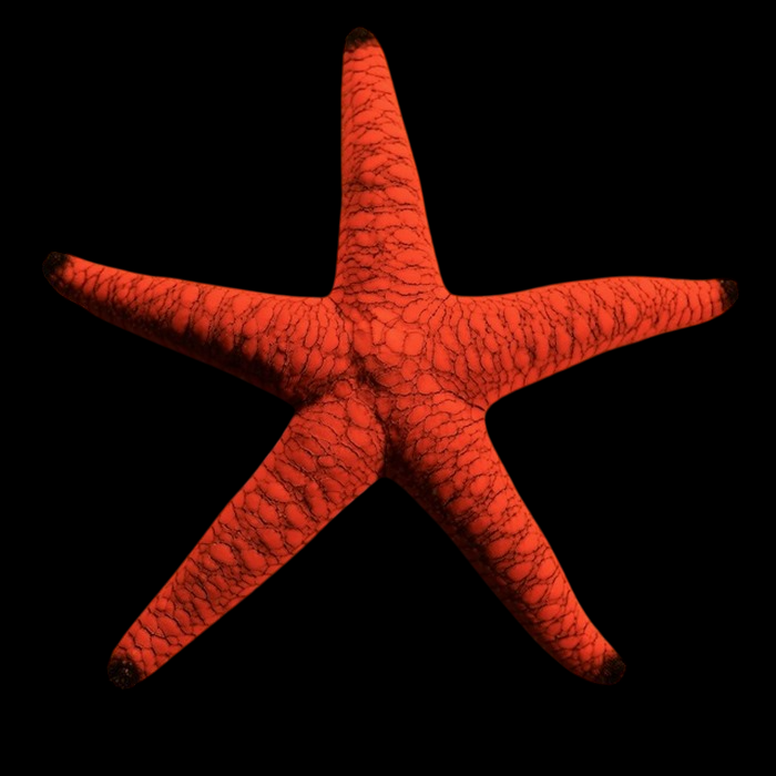 Red & Black Sea Star