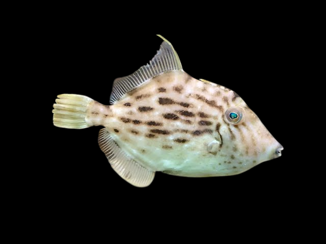 Bridled Leatherjacket Filefish