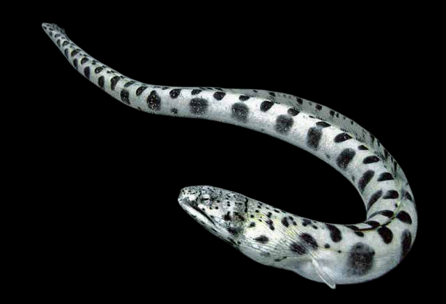 Spotted Snake Eel