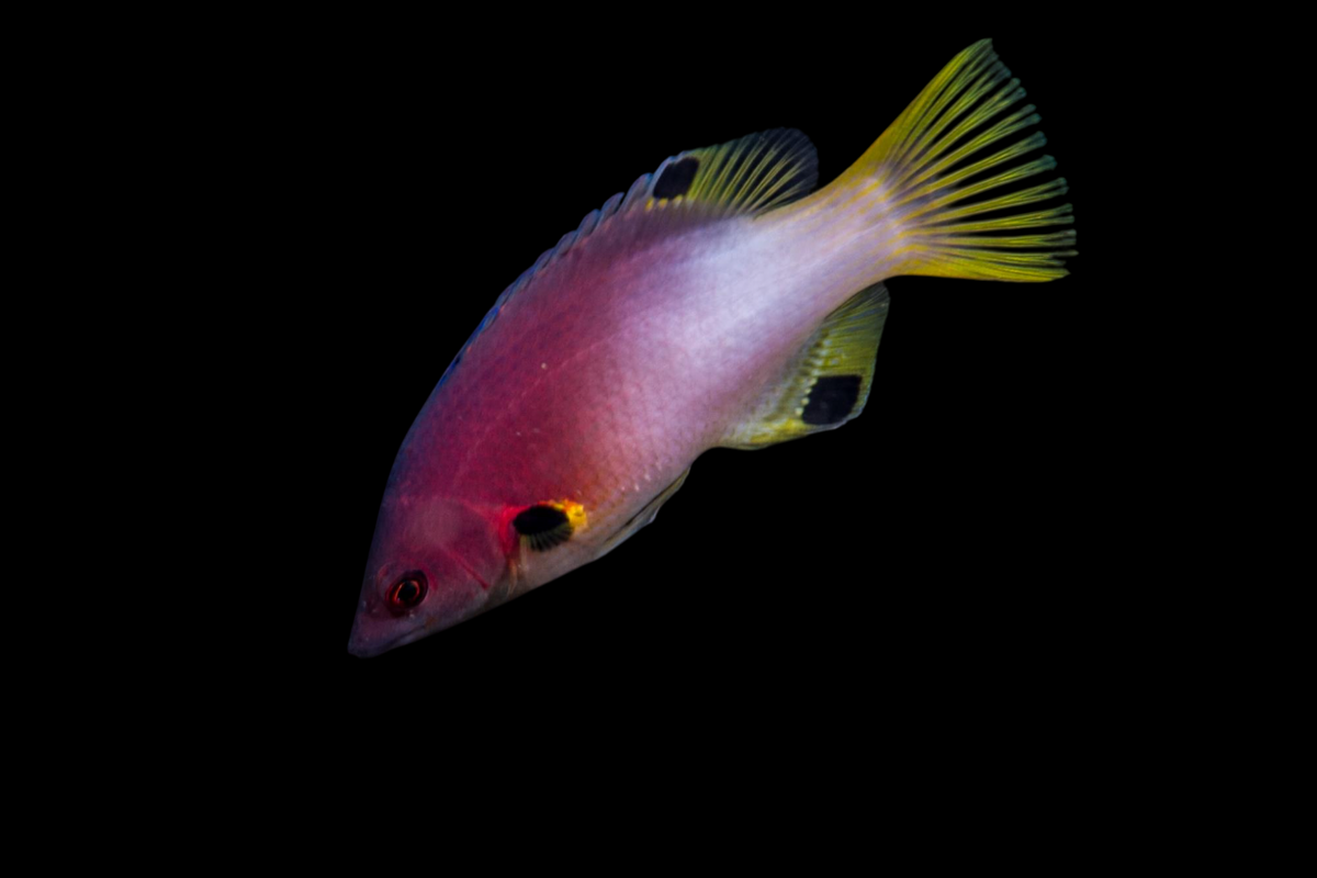 Axil Spot Hogfish