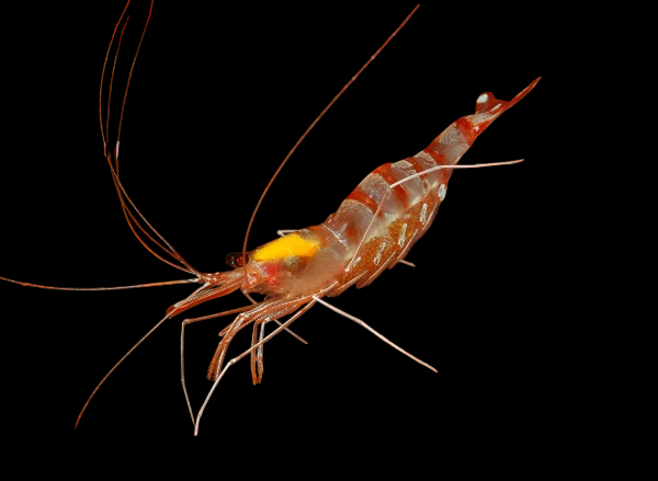 Sugarcane Shrimp