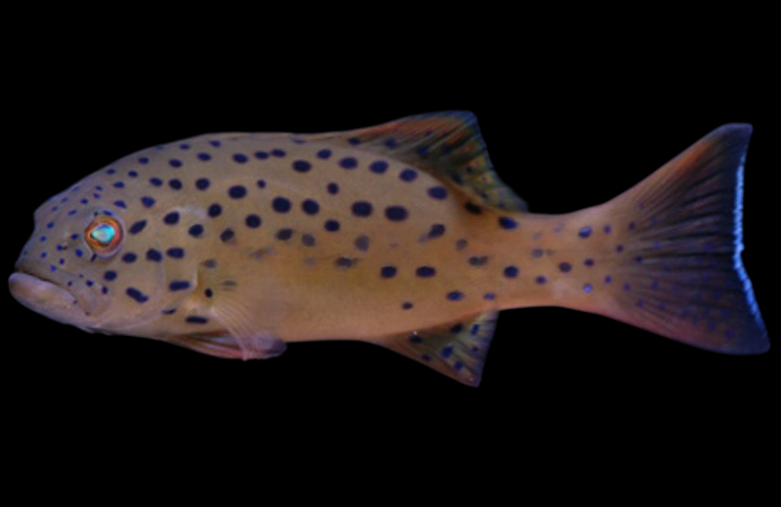 Spotted Grouper